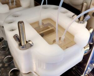 Experimental set-up of stem cell model.
